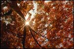 autumn-leaf-2.jpg
